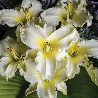 Sunday Gloves Daylily Thumbnail